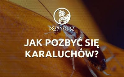 Jak pozbyć się karaluchów?