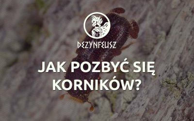 Jak pozbyć się korników?