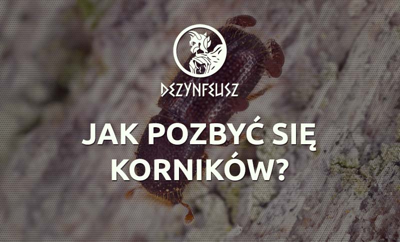 jak-pozbyc-sie-kornikow