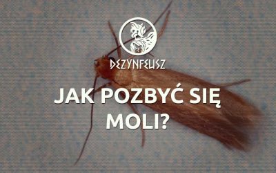 Jak pozbyć się moli?