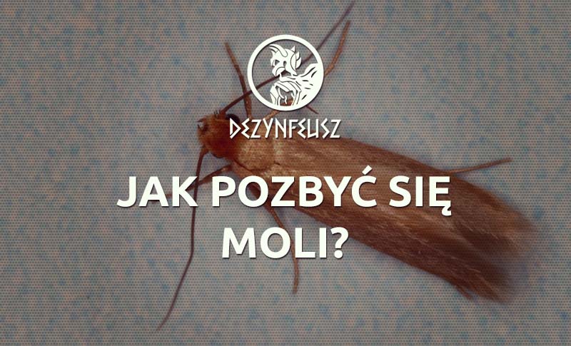 jak-pozbyc-sie-moli