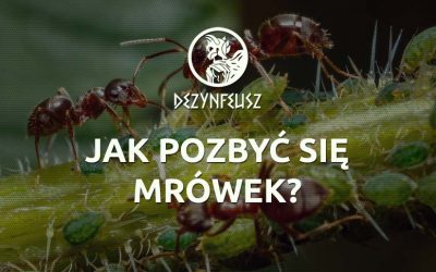 Jak pozbyć się mrówek?