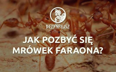 Jak pozbyć się mrówek faraona?
