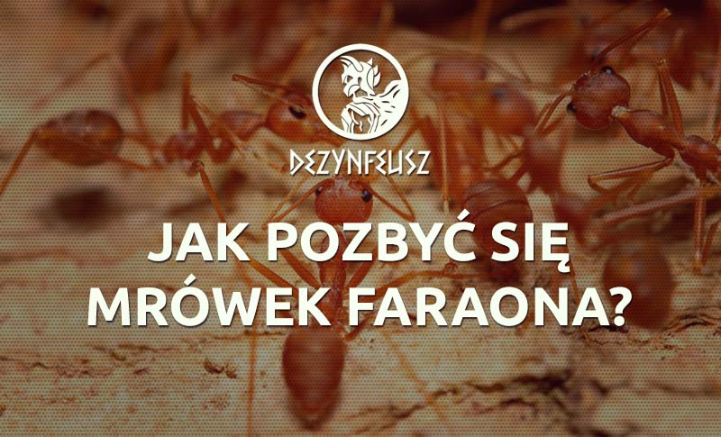 jak-pozbyc-sie-mrowek-faraona