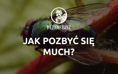 Jak pozbyć się much?
