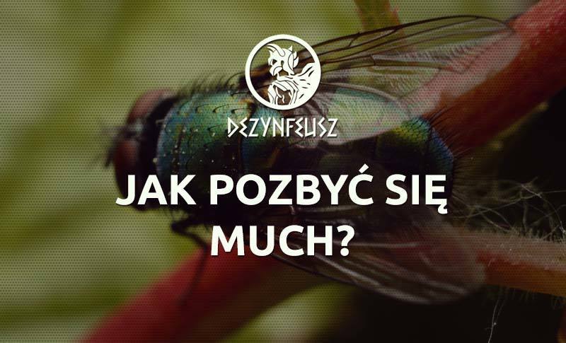 jak-pozbyc-sie-much-blog jak-pozbyc-sie-much