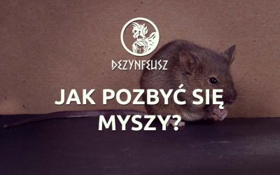 Jak pozbyć się myszy?
