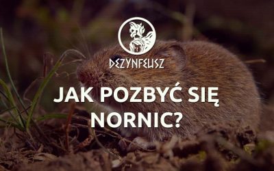 Jak pozbyć się nornic?