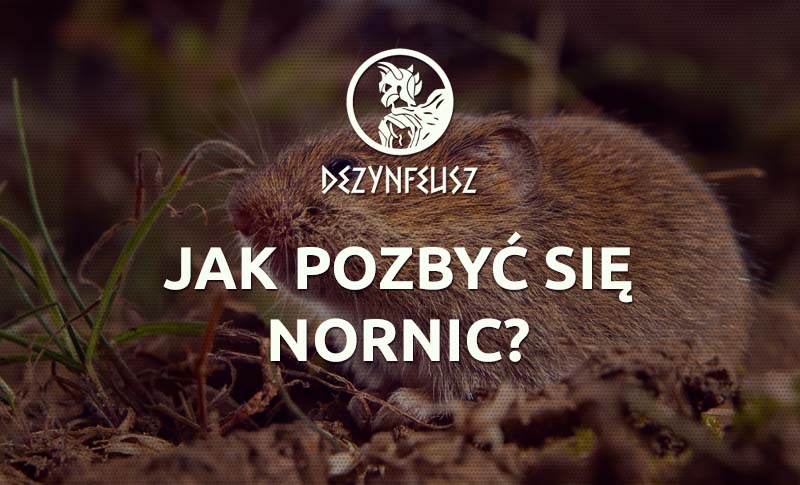 jak-pozbyc-sie-nornic