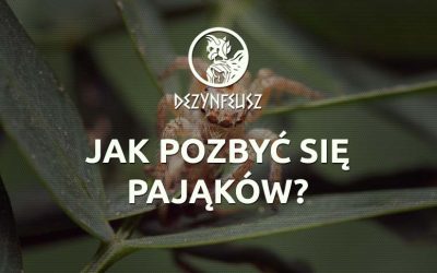 Jak pozbyć się pająków?