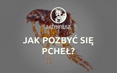 Jak pozbyć się pcheł?
