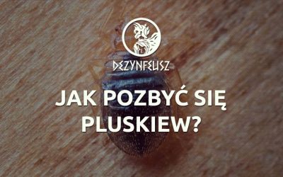 Jak pozbyć się pluskiew?
