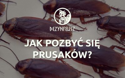 Jak pozbyć się prusaków?