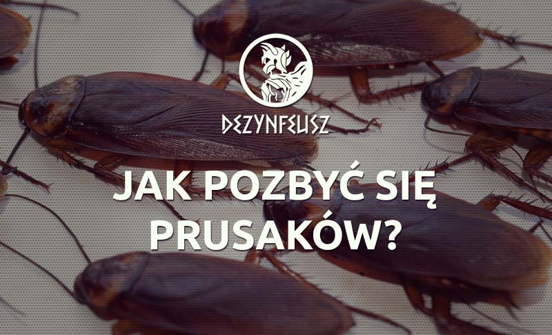 jak-pozbyc-sie-prusakow