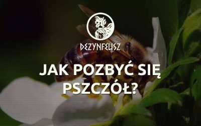 Jak pozbyć się pszczół?