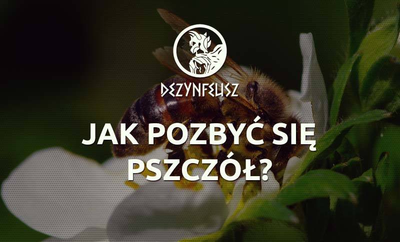 jak-pozbyc-sie-pszczol