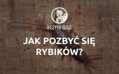Jak pozbyć się rybików?