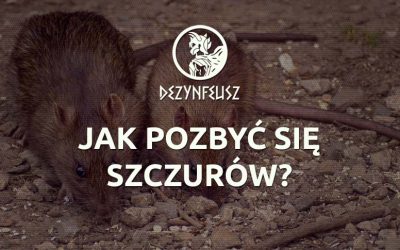 Jak pozbyć się szczurów?