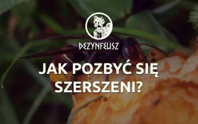 Jak pozbyć się szerszeni?