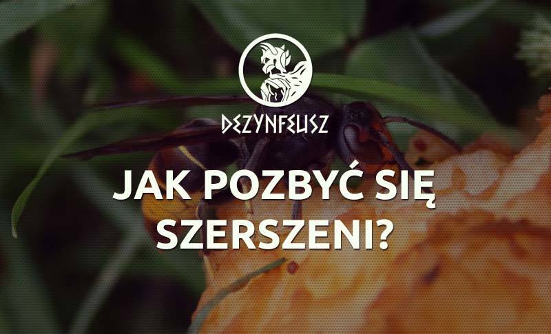 jak-pozbyc-sie-szerszeni