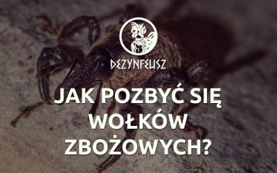 Jak pozbyć się wołków zbożowych?