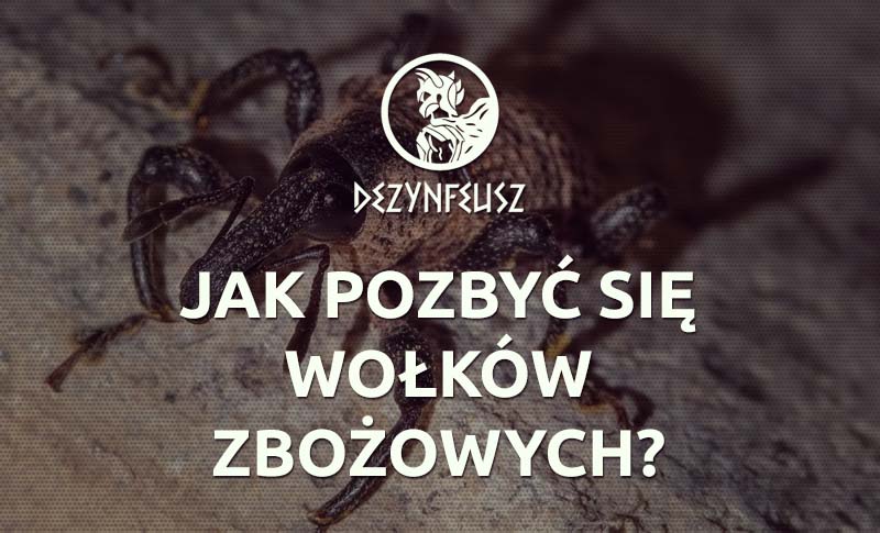 jak-pozbyc-sie-wolkow-zbozowych