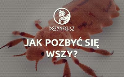 Jak pozbyć się wszy?