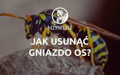 Jak usunąć gniazdo os?