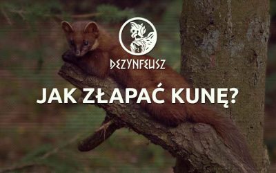 Jak złapać kunę?
