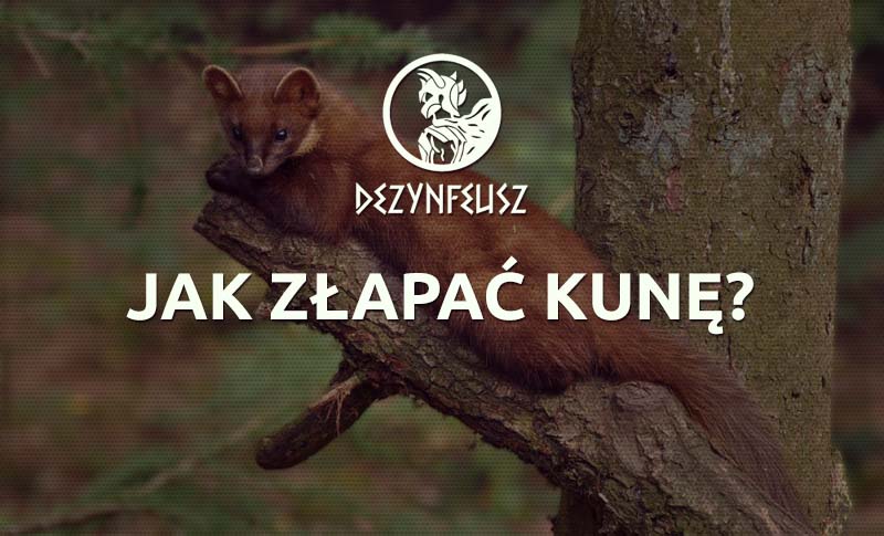 jak-zlapac-kune