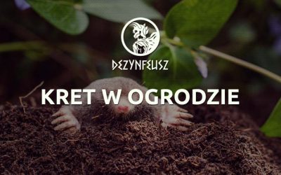 Kret w ogrodzie