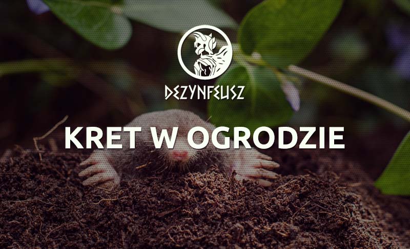 kret-w-ogrodzie-blog kret-w-ogrodzie