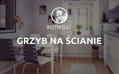 Grzyb na ścianie